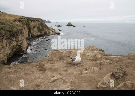 Une mouette debout sur le bord d'une falaise dans la région de Point Reyes, Californie. Banque D'Images