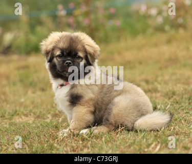 Tibetan Spaniel puppy Banque D'Images