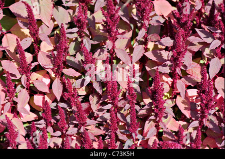 Close-up image de l'Amaranthus cruentus 'fleurissent en été oeschberg' Prince's 'Plumes' Oeschberg fleurs éclatantes. Banque D'Images