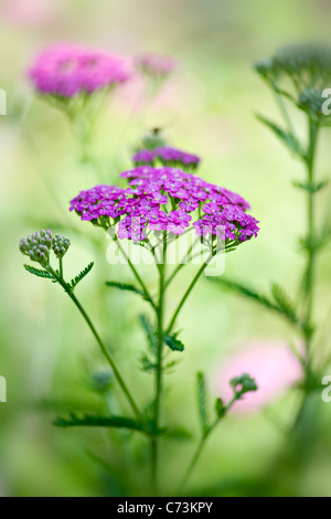 Image en gros plan de l'été, rose à fleurs Achillea millefolium 'Pretty Belinda', communément appelé ou achillée millefeuille commune. Banque D'Images