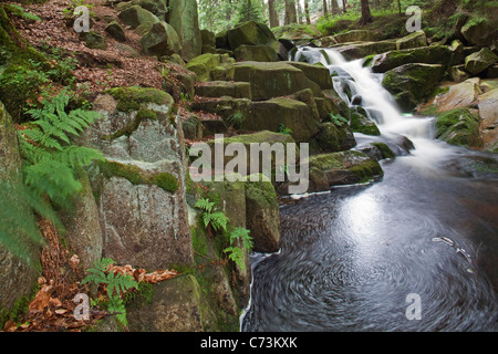 Cascades, Ilse ruisseau de montagne s'écoulant sur les roches moussues, sentier pédestre de Heinrich Heine, Harz, Sachsen-Anhalt, Allemagne Banque D'Images