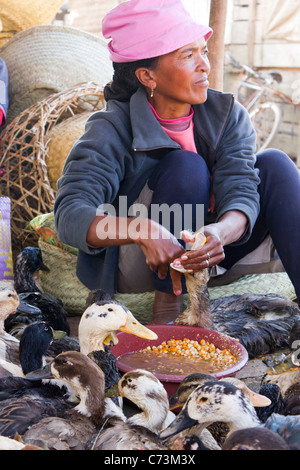 Femme l'engraissement des canards avec du maïs pour faire du foie gras, marché, Antsirabe, Madagascar Banque D'Images