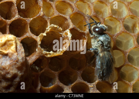 Abeille à miel (Apis mellifera, Apis mellifica). Drone nouvellement éclos à côté de sa cellule en attendant de sécher. Banque D'Images