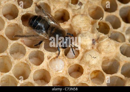 L'abeille européenne, l'abeille à miel (Apis mellifera, Apis mellifica). Drone (mâle) sur les cellules d'un rayon de miel. Banque D'Images