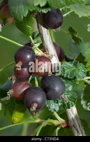 Jostaberry (Ribes x nidigrolaria Josta Janova), branche avec des feuilles et des baies. Banque D'Images