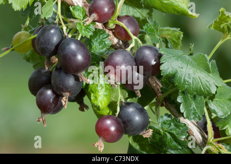 Jostaberry (Ribes x nidigrolaria Josta Janova), branche avec des feuilles et des baies. Banque D'Images