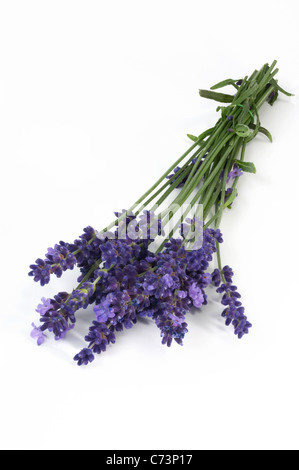Lavande Anglaise (Lavandula angustifolia Lavandula vera, Lavandula officinalis), tiges à fleurs Banque D'Images