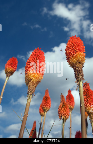 Red Hot Poker Kniphofia inearifolia contre un ciel bleu avec hoverflies Banque D'Images