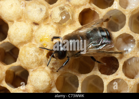 L'abeille européenne, l'abeille à miel (Apis mellifera, Apis mellifica). Drone (mâle) sur les cellules d'un rayon de miel. Banque D'Images