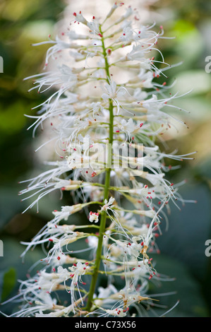 Close-up/Macro image de la fleur blanc Aesculus parviflora également connu sous le nom de Bottlebrush Buckeye Banque D'Images