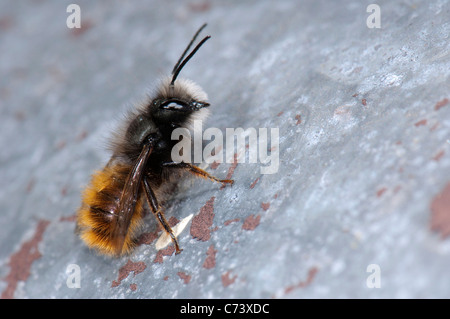 Abeille maçonne rouge (Osmia bicornis, Osmia rufa) sur un mur. Banque D'Images