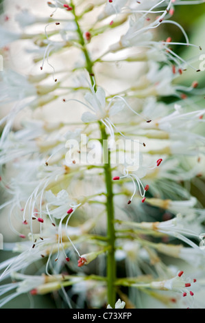 Close-up/Macro image de la fleur blanc Aesculus parviflora également connu sous le nom de Bottlebrush Buckeye Banque D'Images