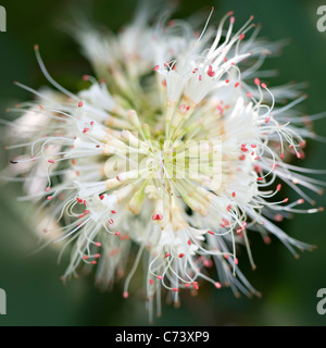 Close-up/Macro image de la fleur blanc Aesculus parviflora également connu sous le nom de Bottlebrush Buckeye Banque D'Images