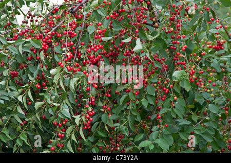 Cerise (Prunus cerasus), fruits mûrs sur un arbre. Banque D'Images