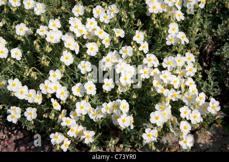 (Rock Rose Helianthemum croceum), plante à fleurs blanches. Banque D'Images