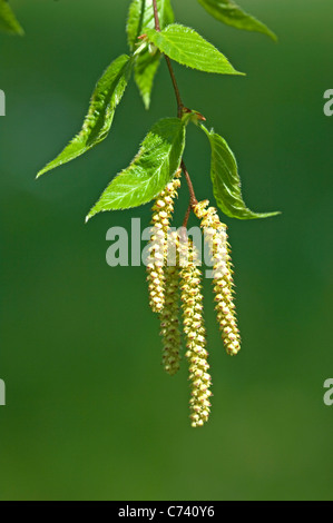 Sweet Bouleau (Betula lenta), branche avec fleurs mâles. Banque D'Images