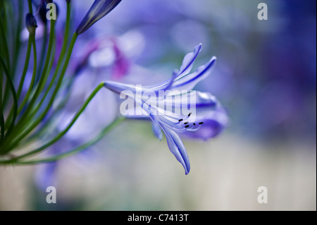 Seul Agapanthus praecox - Lily of the Nile, Blue Lily, Lily Africains Banque D'Images