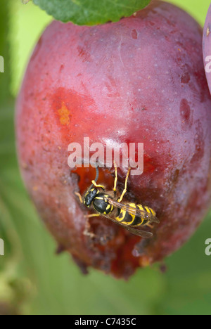 Guêpe commune (Vespula Vulgaris) manger un aplomb aplomb sur un arbre. Banque D'Images