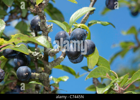 Prunelle ou prunellier (Prunus spinosa) bush avec les baies mûres. Banque D'Images