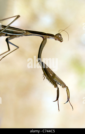 Brown grand priant, Archimantis latistyla mante Banque D'Images