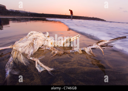 Oiseaux morts sur la plage de Gran Canaria au coucher du soleil Banque D'Images