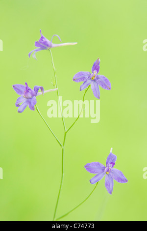 Forking Delphinium consolida regalis Hongrie PL002032 Banque D'Images