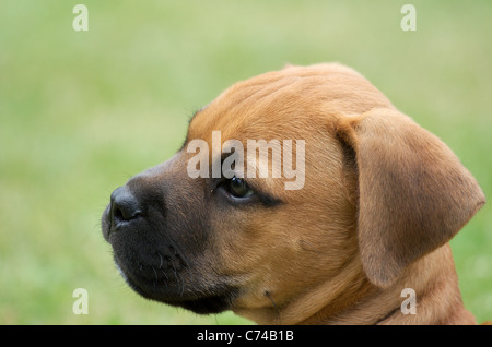 Jeune taureau-mastiff puppy portrait avec un fond vert Banque D'Images