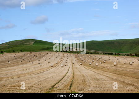 Champ de blé récoltés avec des balles de foin ou de roues Banque D'Images