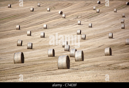 Champ de blé récoltés avec des balles de foin ou de roues Banque D'Images