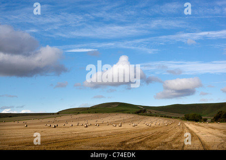 Champ de blé récoltés avec des balles de foin ou de roues Banque D'Images