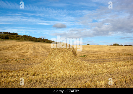 Champ de blé récoltés avec des balles de foin ou de roues Banque D'Images