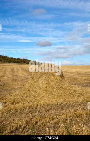 Champ de blé récoltés avec des balles de foin ou de roues Banque D'Images