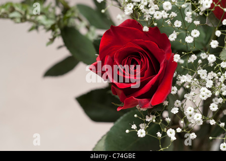 Rose rouge avec Baby's Breath Banque D'Images