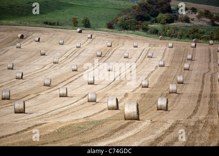 Champ de blé récoltés avec des balles de foin ou de roues Banque D'Images