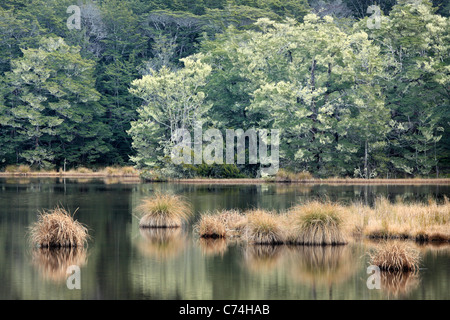 Moss couvre les arbres de la forêt de Snowden près de la rive du lac Mavora du Sud en Nouvelle Zélande Banque D'Images