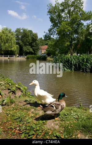 BURITON POND, Buriton, Hampshire, Angleterre Royaume-Uni Banque D'Images