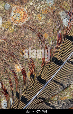 Gros plan d'une plume de faisan sur un rocher couvert de lichens Banque D'Images