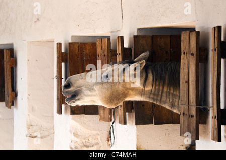 L'étirer le cou hors de porte de l'écurie Banque D'Images