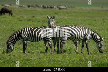 Afrique, Kenya, Masai Mara-Two zèbres de Burchell avec pâturage permanent entre autres zebra Banque D'Images