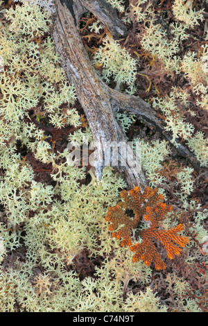 Beau tapis de lichens la réserve intégrale réserve scientifique est de Te Anau en Nouvelle Zélande Banque D'Images