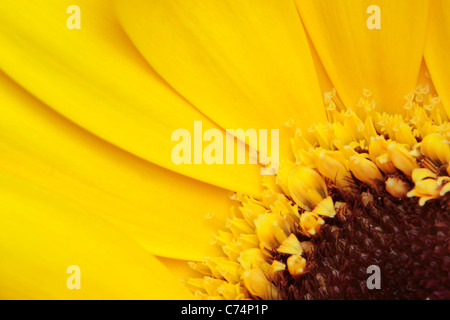 Close up d'un chrysanthème jaune au printemps Banque D'Images