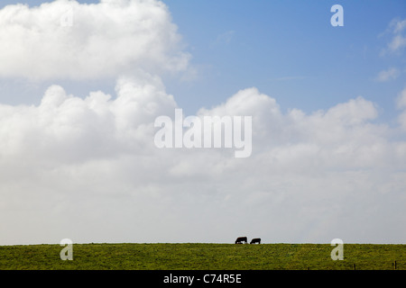 Vaches qui paissent dans les verts pâturages, comté de Clare, Irlande Banque D'Images