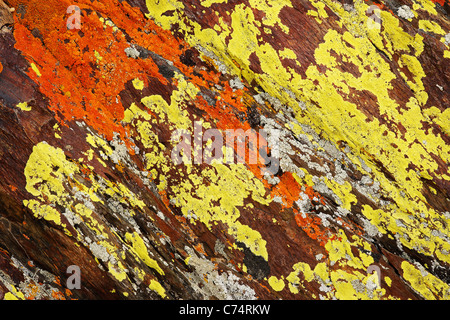 Lichen sur les roches, Inyo National Forest, Montagnes Blanches, California, USA Banque D'Images