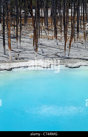 Bord d'une citerne au printemps à Norris Geyser Basin, Parc National de Yellowstone, Wyoming, USA Banque D'Images