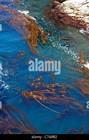 Le varech, Point Lobos State Preserve, California, USA Banque D'Images