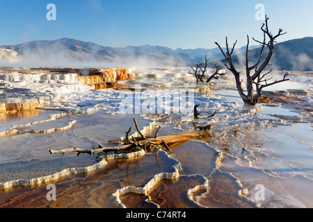 Arbre mort sur les terrasses en travertin à Mammoth Hot Springs, Parc National de Yellowstone, Wyoming, USA Banque D'Images