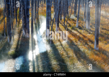 La source qui coule à travers un misty meadow et les arbres morts en automne, le Parc National de Yellowstone, Wyoming, USA Banque D'Images