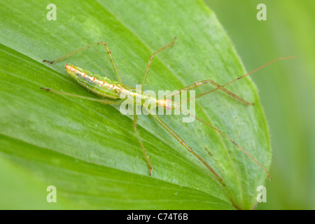 Nymphe Bug Assassin (Zelus luridus) sur la feuille. Banque D'Images