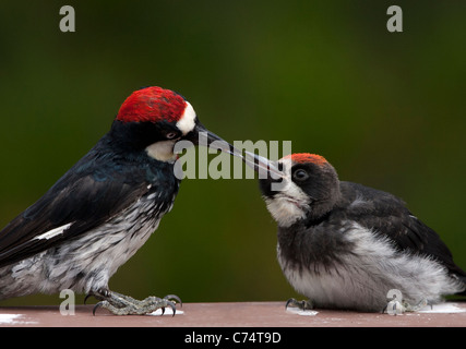 Des profils Acorn Woodpecker Graines d'alimentation à un Banque D'Images