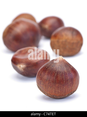 Chestnut Brown closeup écrou isolé sur fond blanc Banque D'Images